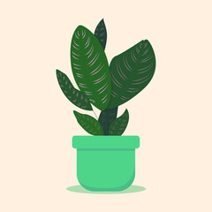 Leaf plant Maranta pink and green