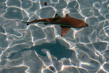 black tip shark underwater polynesia