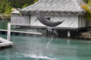common dolphin jumping outside polynesia bungalow