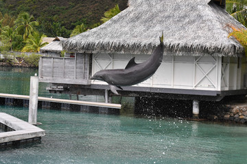 common dolphin jumping outside polynesia bungalow