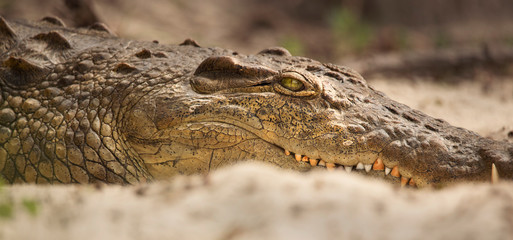Crocodile on Zambezi river