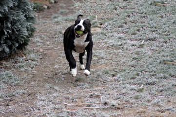 Hund Bulldogge spielt im der Winter Landschaft