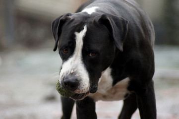 Hund Bulldogge spielt im der Winter Landschaft