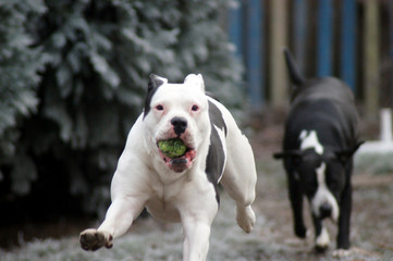 Hund Bulldogge spielt im der Winter Landschaft