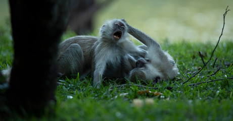 Naklejka premium Monkeys fighting on grass