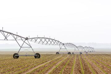 Side view of a center pivot irrigation system in a young field of corn in the french countryside by a misty spring morning.