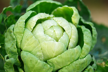 Obraz premium Young green head of cabbage, brussels sprout closeup