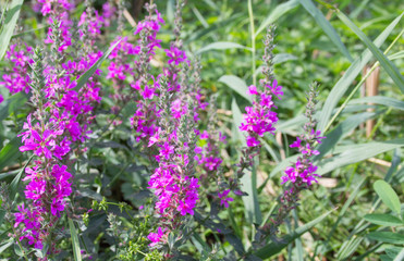 Obraz premium lilac small flowers shot close up on green background