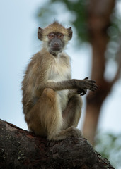 Baboon on a tree zambia