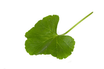 leaf isolated on white background