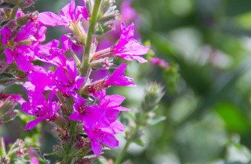 Fototapeta premium lilac small flowers shot close up on green background