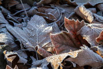 close up of leaves in hoar frost