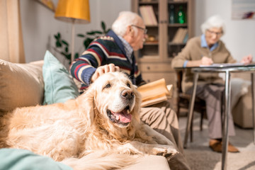Portrait of adorable golden retriever dog sitting on couch with senior couple in sunlit living...