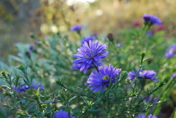 Herbstastern in der Abendsonne