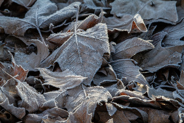 close up of leaves in hoar frost