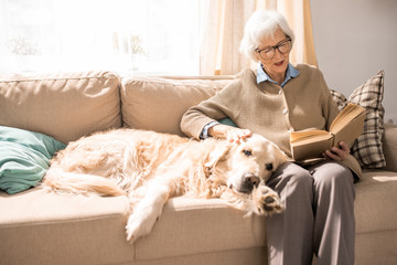 Portrait of adorable golden retriever dog sitting on couch with senior woman in sunlit living room,...