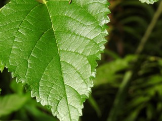 Close-up of a green leaf, illuminated by the sun at the end of the day. Blurred background.