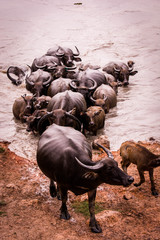 herd of water buffalo