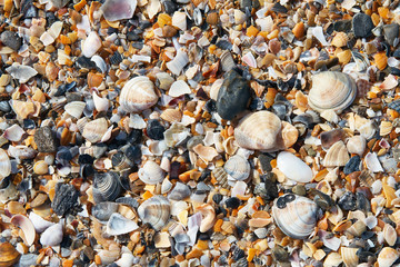 Seashells texture. Nature backgroundv