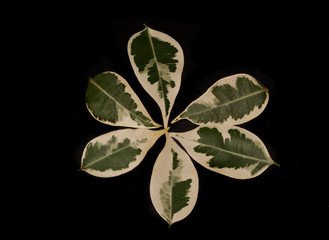 leaf isolated on white background