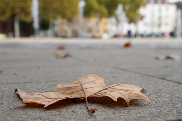 Ein Blatt im Wind