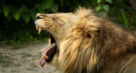 male lion yawning in the wild