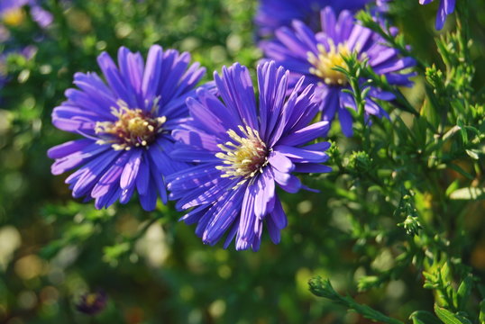 Violette Herbstastern im Abendlicht - Nahaufnahme