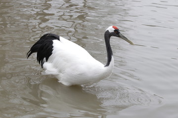 Close Up Red Crown crane