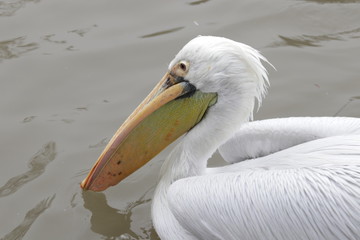 White Pelican on the Lake