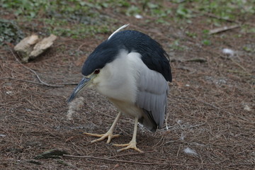 Close Up Black Crown Night Heron