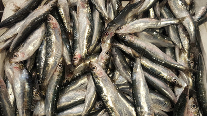 Obraz premium Fresh sardines for sale
