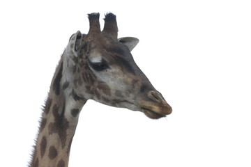 Close up Giraffe's Face on White Background