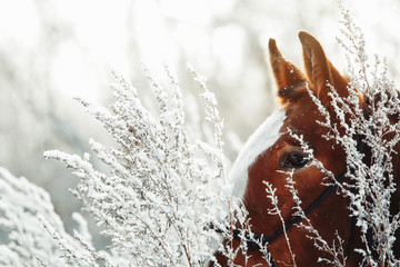The red-haired foal in a snow-covered meadow