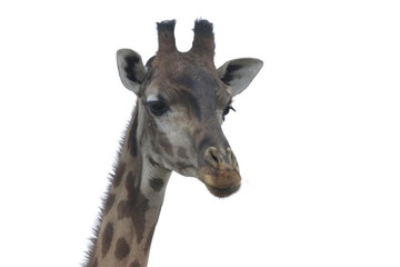 Naklejka na ściany i meble Close up Giraffe's Face on White Background