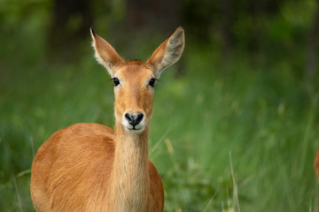 Female puku in the wild