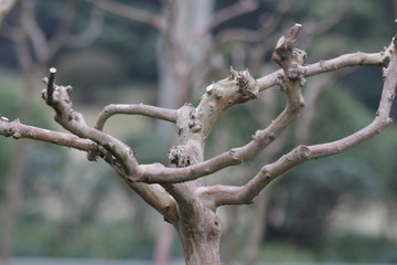 The curve of Tree Twigs in Winter Time