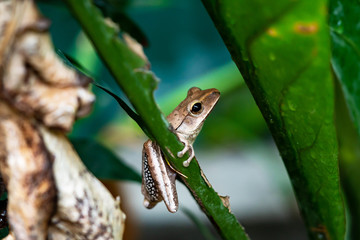 Tree frog on leaves