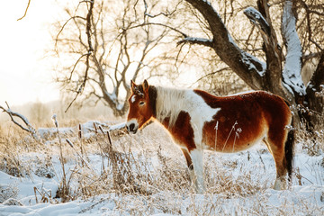 Brown and white or pinto colored Icelandic horse in the snow on a blistering cold winter day with evening sunshine and frost in the trees