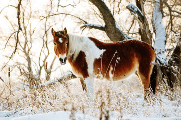 Brown and white or pinto colored Icelandic horse in the snow on a blistering cold winter day with...