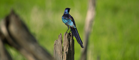 Greater Blue-eared Starling