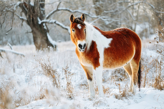 Brown and white or pinto colored Icelandic horse in the snow on a blistering cold winter day with evening sunshine and frost in the trees