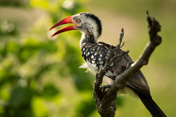 Southern Red-billed Hornbill