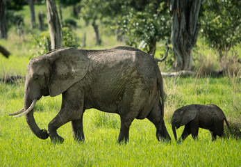 elephant and her calf in the wild