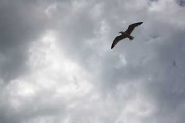 One seagull soaring highly in the blue sky