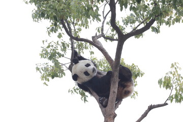 Fototapeta premium Selected Focus, Panda is Having Fun on the tree, Chengdu, China