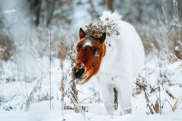 Shetland ponies on a snow covered winter feild