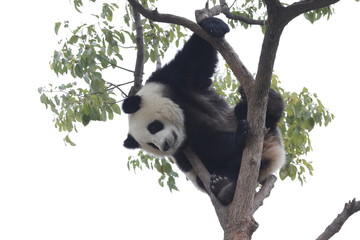 Panda Cub is Having Fun on the Tree