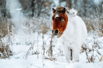 Shetland ponies on a snow covered winter feild