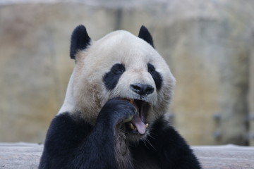 Obraz premium Funny Pose of Giant Panda while Eating Bamboo Shoot, China