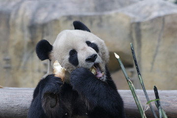 Funny Pose of Giant Panda while Eating Bamboo Shoot, China